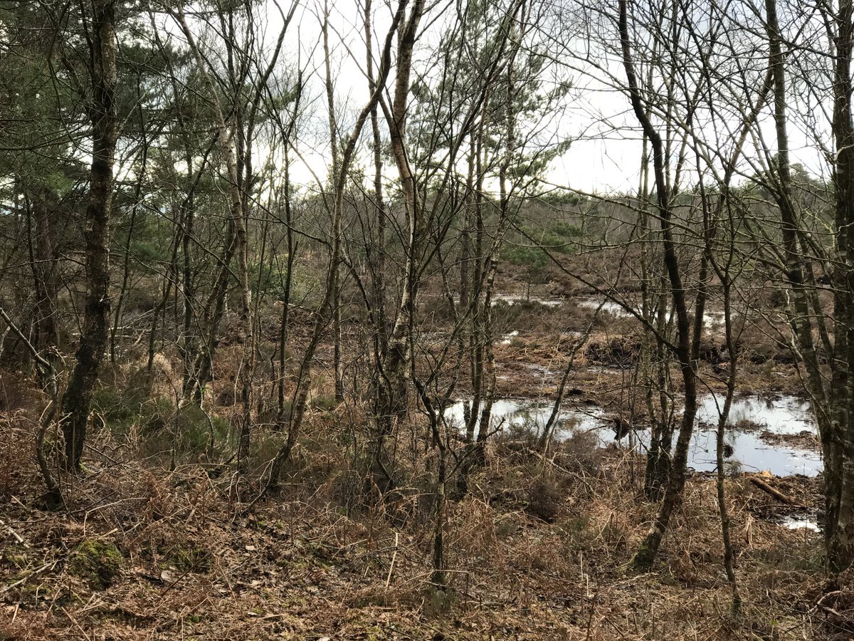 Wet woodland at the perimeter of #Abbeyleix bog, Co. Laois.

Thanks ⁦<a href="/PaddyKoos/">Chris Uys</a>⁩ and colleagues for the ecological history of the bog as part of today’s <a href="/iCRAGcentre/">iCRAG Centre</a>⁩ peat conference.