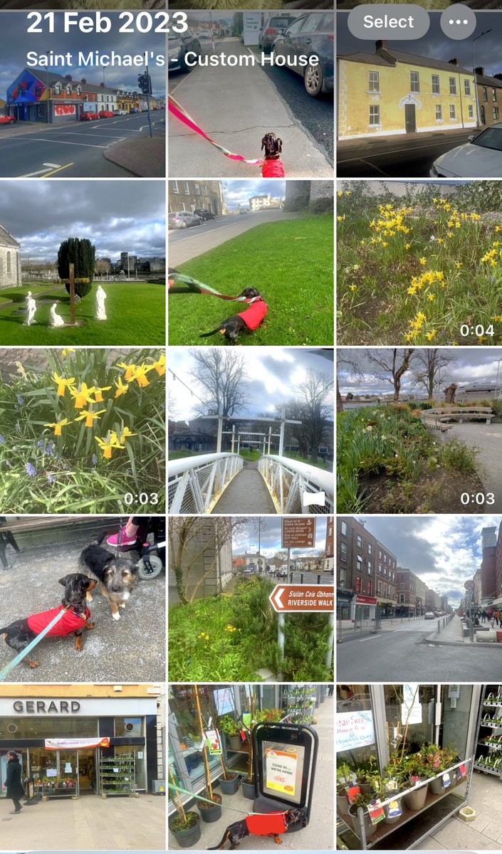 SeanRyanT's tweet photo. #Limerick #100daysofwalking
Video @ https://t.co/l71aYTESab #Music of #DavidBowie #changes #winter #spring #PeoplesParkLimerick #Daffodils #Dogs #StreetArt #City #RiverShannon #Thomond #EnableIreland #PopUpGardenShop #oconnellstreet
#LimerickLaneways @
https://t.co/NdiJHODiSJ https://t.co/oq6na1xdeS