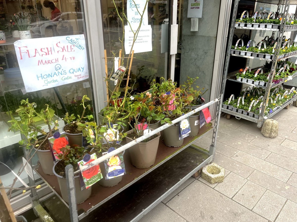 SeanRyanT's tweet photo. #Limerick #100daysofwalking
Video @ https://t.co/l71aYTESab #Music of #DavidBowie #changes #winter #spring #PeoplesParkLimerick #Daffodils #Dogs #StreetArt #City #RiverShannon #Thomond #EnableIreland #PopUpGardenShop #oconnellstreet
#LimerickLaneways @
https://t.co/NdiJHODiSJ https://t.co/oq6na1xdeS
