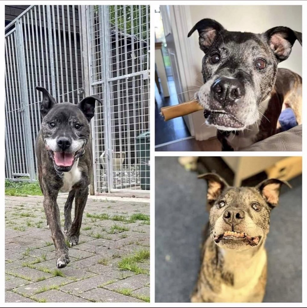 karen73984451's tweet photo. #rehomehour  #TongueoutTuesday isn’t he handsome ❤️❤️❤️❤️Proof is ready and waiting on a super duper home plz RT #TeamZay @SeniorStaffy https://t.co/KAtGQcdYpy