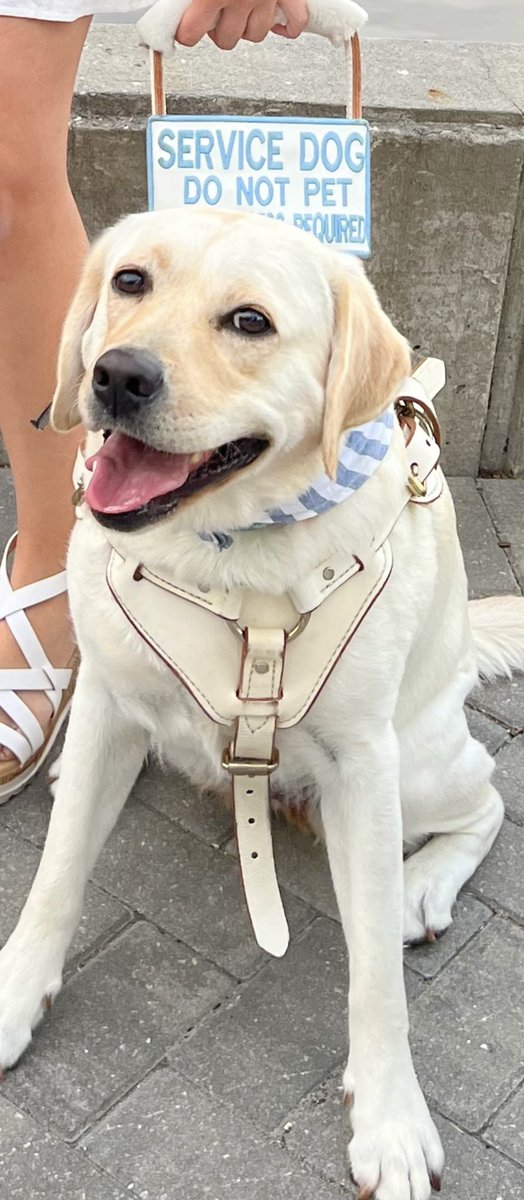 DailyNoriPics's tweet photo. Hey guys your favorite service dog is now on roblox! Get your official nori here: https://t.co/24p24xxk3N
And help us raise awareness on service dogs 🐕‍🦺 🦮 #Roblox #ServiceDog #RobloxUGC https://t.co/yuPuyxRV42