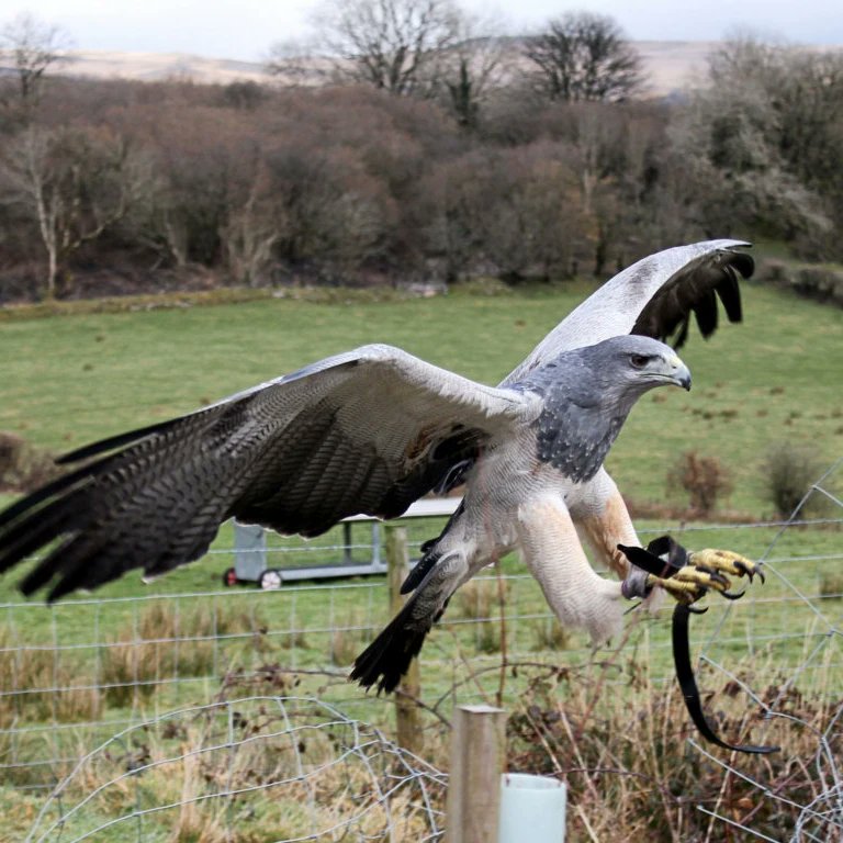 IDSRepro's tweet image. Feeling very lucky, while out rambling today, to have met Lewis Phillips of wingsofwales.com who was exercising a couple of his birds. He was kind enough to allow me to get some close-ups. Thank you Lewis, hopefully we can arrange a visit to @IDS3to18