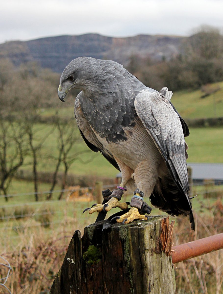 IDSRepro's tweet image. Feeling very lucky, while out rambling today, to have met Lewis Phillips of wingsofwales.com who was exercising a couple of his birds. He was kind enough to allow me to get some close-ups. Thank you Lewis, hopefully we can arrange a visit to @IDS3to18