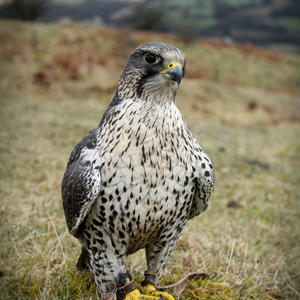 IDSRepro's tweet image. Feeling very lucky, while out rambling today, to have met Lewis Phillips of wingsofwales.com who was exercising a couple of his birds. He was kind enough to allow me to get some close-ups. Thank you Lewis, hopefully we can arrange a visit to @IDS3to18