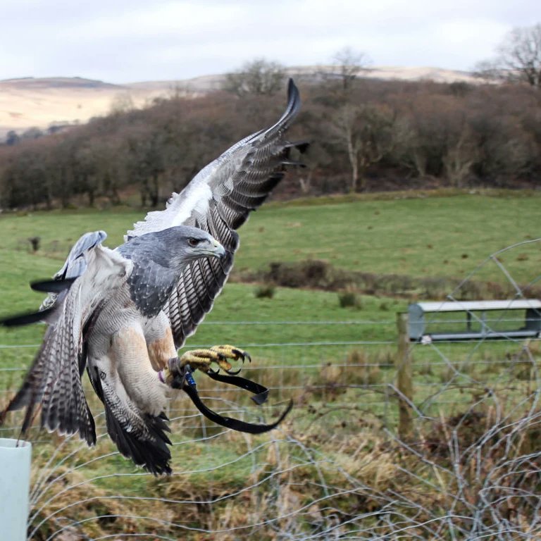 Feeling very lucky, while out rambling today, to have met Lewis Phillips of wingsofwales.com who was exercising a couple of his birds. He was kind enough to allow me to get some close-ups. Thank you Lewis, hopefully we can arrange a visit to <a href="/IDS3to18/">Idris Davies School 3_18</a>