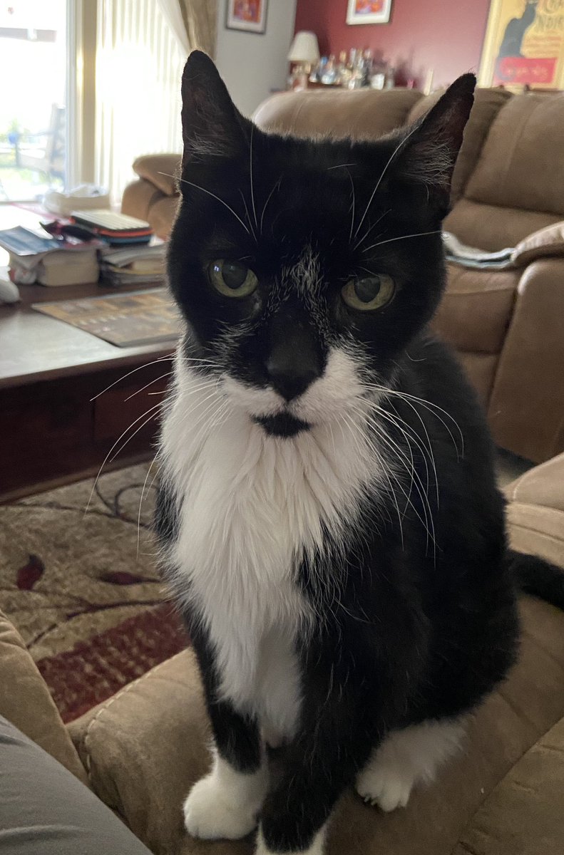 InsideOutsideC1's tweet photo. Staff here: It is with great sadness that we must report that Stinky has crossed OTRB. He deteriorated rapidly last night and sadly did not make it to the Vets. He made it to his 16th birthday in Dec last year and was a proud #SuperSeniorCatsClub member 1/2 https://t.co/4Y3RO6LjDb