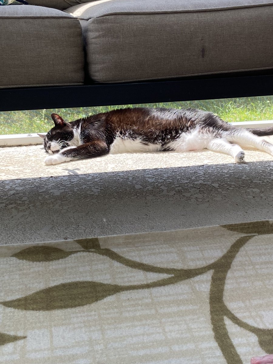 InsideOutsideC1's tweet photo. Staff here: It is with great sadness that we must report that Stinky has crossed OTRB. He deteriorated rapidly last night and sadly did not make it to the Vets. He made it to his 16th birthday in Dec last year and was a proud #SuperSeniorCatsClub member 1/2 https://t.co/4Y3RO6LjDb