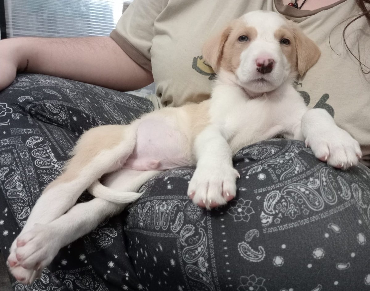 ZafiroProte's tweet photo. Donut sí que se está durmiendo esperando a que alguien le adopte 😴😴 ¿Conseguiremos entre todos que tu RT llegue a su futura familia antes de que se duerma profundamente? 🙌🍀🍀

🎂 1 mes
📍 Murcia
✈️ Puede viajar https://t.co/DTaV1Ka8lq