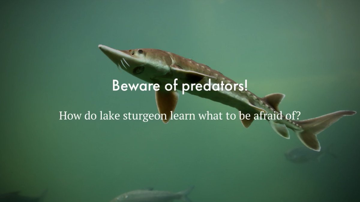 Illinois-Indiana Sea Grant (@ilinseagrant) on Twitter photo How do lake sturgeon learn anti-predator behavior? <a href="/BallState/">Ball State</a> PhD student Brooke Karasch studies this with embryonic and larval sturgeon, using rusty crayfish predator cues. Learn more: iiseagrant.org/meet-our-grad-…
#SeaGrantFunded #GreatLakesSG How do lake sturgeon learn anti-predator behavior? <a href="/BallState/">Ball State</a> PhD student Brooke Karasch studies this with embryonic and larval sturgeon, using rusty crayfish predator cues. Learn more: iiseagrant.org/meet-our-grad-…
#SeaGrantFunded #GreatLakesSG