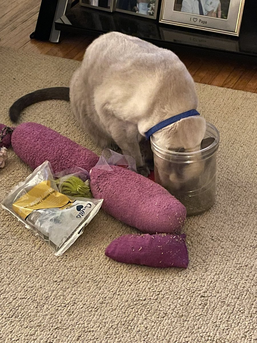 wny24sue's tweet image. Sammy’s done with the toys and going for the actual nip. #Catniphigh