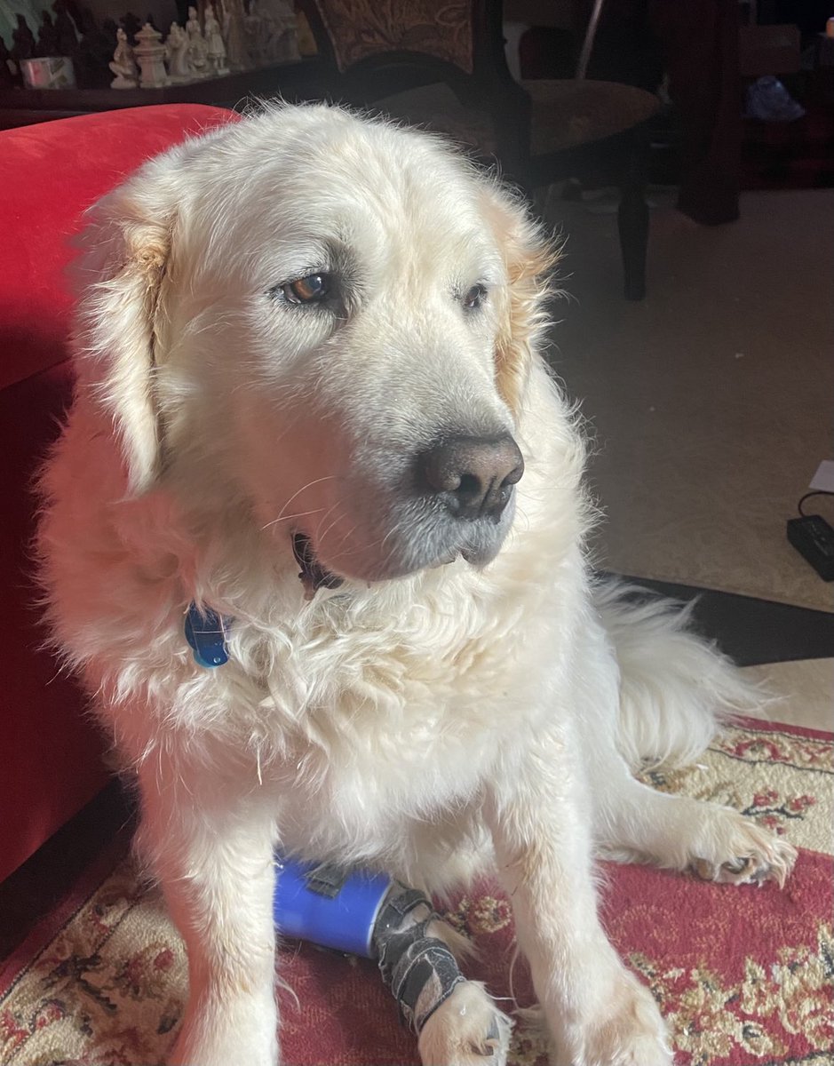 JasperWinKings's tweet photo. As some of you may recall, Jasper was having problems with his right leg. He now wears a brace and that has helped immensely and has allowed him to resume most of his normal activities. He even climbed the stairs yesterday (I was a nervous wreck) #DogsofTwitter #GoldenRetrievers https://t.co/jftPh5JSim
