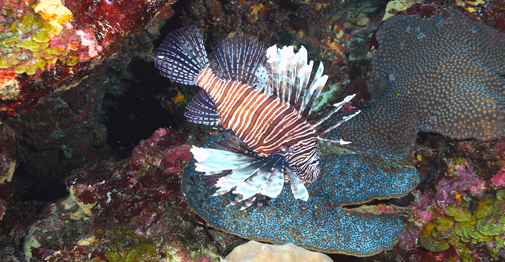 NOAA's tweet image. An invasive species is an organism that causes ecological or economic harm in a new environment where it's not native.

Learn more: fisheries.noaa.gov/insight/invasi…

#InvSpWk #NISAW @NOAAFisheries
@sanctuaries @noaaocean