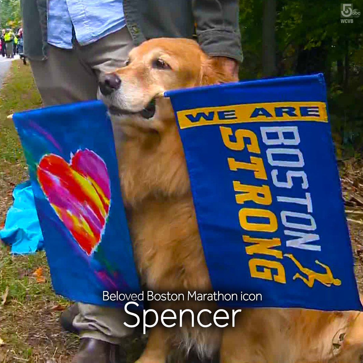 WCVB's tweet photo. Spencer, a golden retriever known for his adorable support of @BostonMarathon athletes, has reached his finish line after another difficult battle with cancer. https://t.co/39ts92VTRL https://t.co/654Jp4PUFb