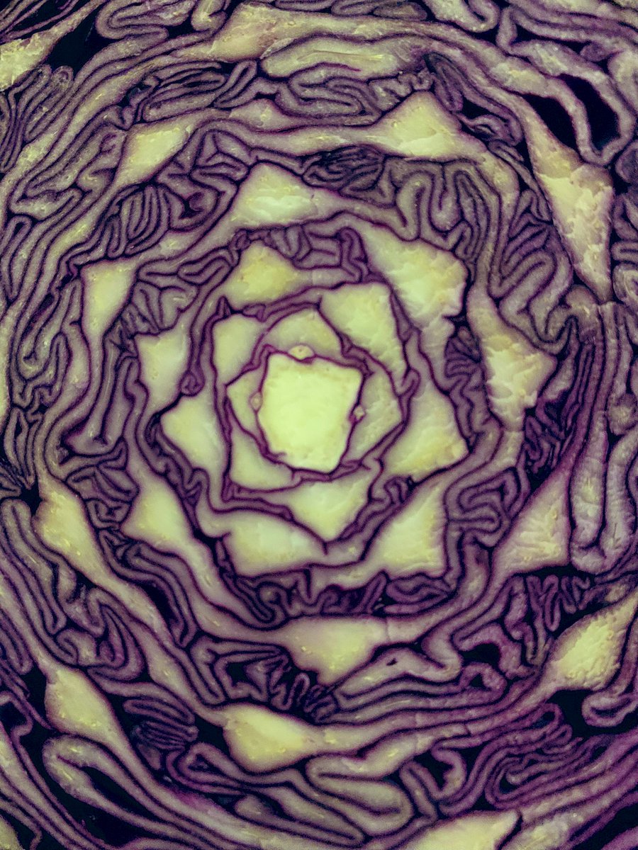 arprodmusic63's tweet image. choux rouge  coupé en deux #wonderfulnature 👀