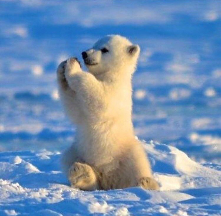 LinedAnimals's tweet photo. https://t.co/EJm5GmMyQ5