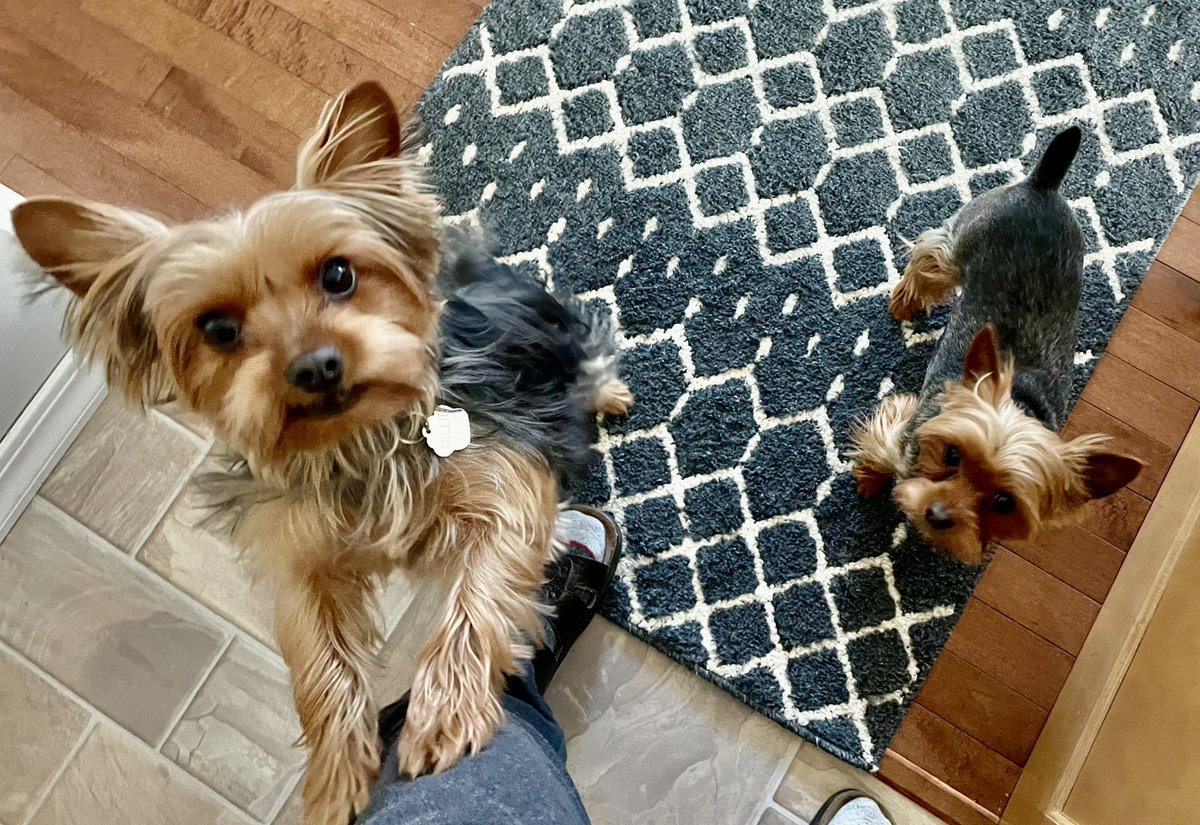 Lille1947's tweet image. Twenty below Celsius and my hoodad just came in from moving snow! It seemed like he was out a long time! My visiting sister and I missed him!
#dogsoftwitter #yorkie #cold #snow #winter