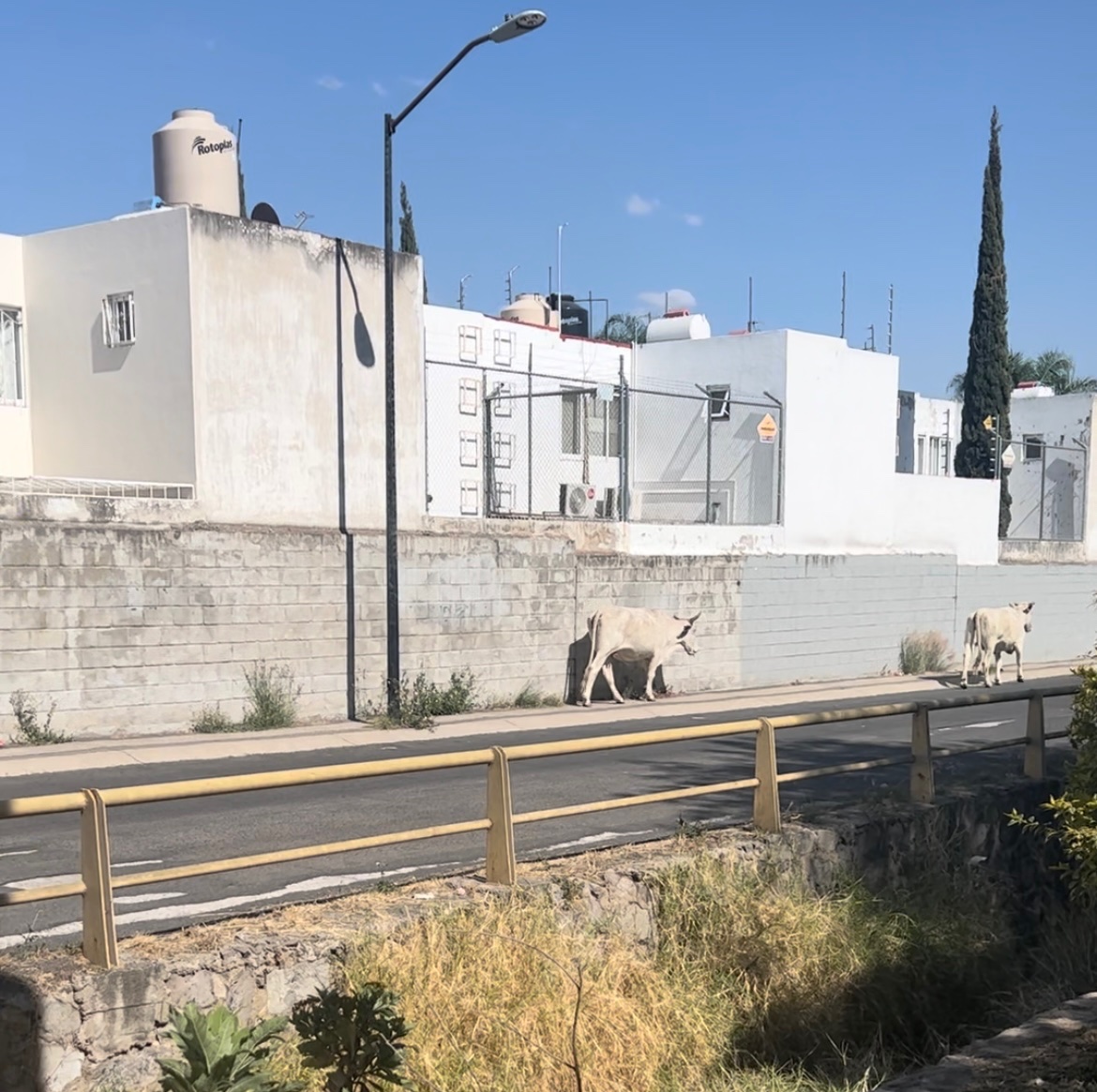 cristinitis's tweet photo. @Trafico_ZMG 2 vacas solitas llegando a avenida valdepeñas !! https://t.co/9sDho4vhK5