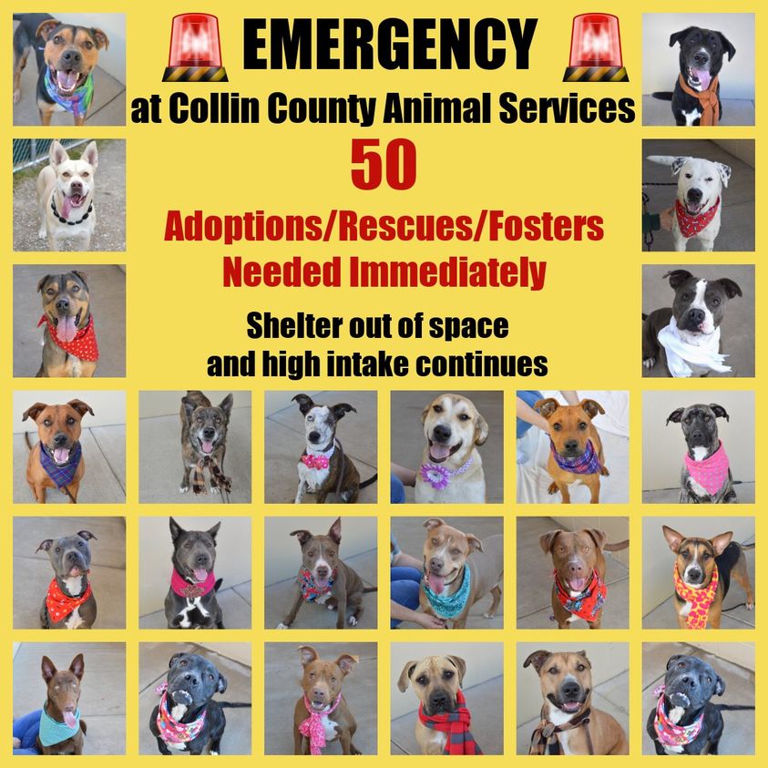 FriscoPD's tweet photo. SHARE - Please take a moment to read and then share this request from Collin County Animal Services.  Any help you can provide is greatly appreciated!

For more info, visit the CCAS website: https://t.co/PelmVz2dfW https://t.co/GJVgrk7qxs