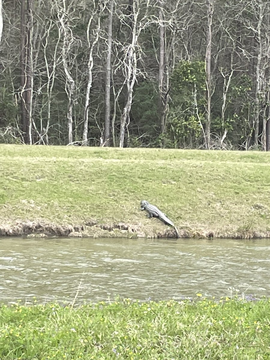 coolhand9999's tweet image. Anybody want a water lizard?