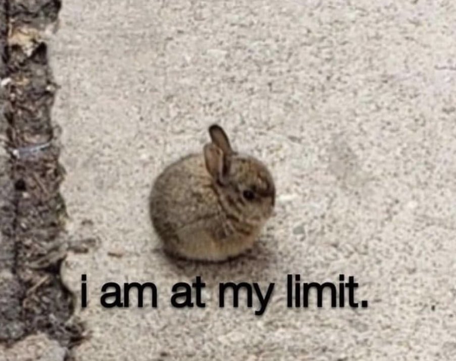 GrumpiestBun's tweet image. Without downloading any new pictures. Where is your mental health at?