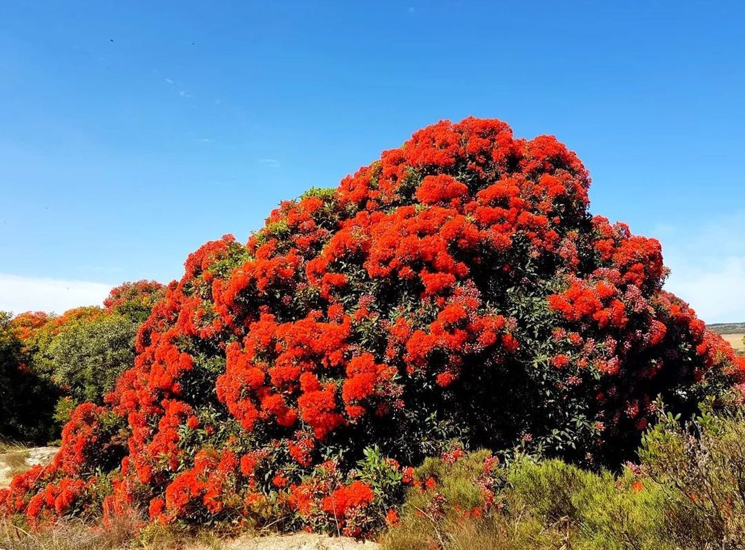 EucalyptAus's tweet photo. Corymbia ficifolia, the Red Flowering Gum from WA.
Is this your #EucalyptoftheYear?

Last year, #friendsofficifolia drove a spirited campaign &amp; helped the Red Flowering Gum place second! Can they bring the win back west in 2023?
Vote now: https://t.co/wTsIueraQT
📸: M Cooper https://t.co/FupJyFr3wD