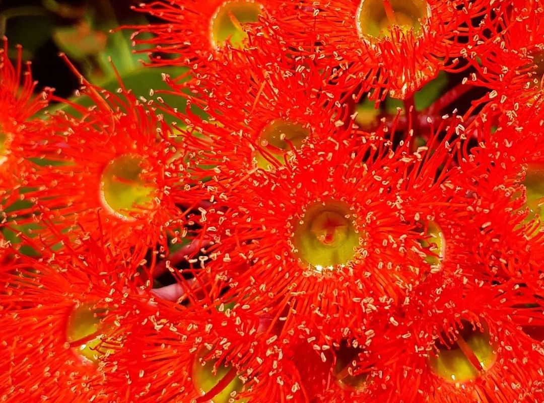 EucalyptAus's tweet photo. Corymbia ficifolia, the Red Flowering Gum from WA.
Is this your #EucalyptoftheYear?

Last year, #friendsofficifolia drove a spirited campaign &amp; helped the Red Flowering Gum place second! Can they bring the win back west in 2023?
Vote now: https://t.co/wTsIueraQT
📸: M Cooper https://t.co/FupJyFr3wD