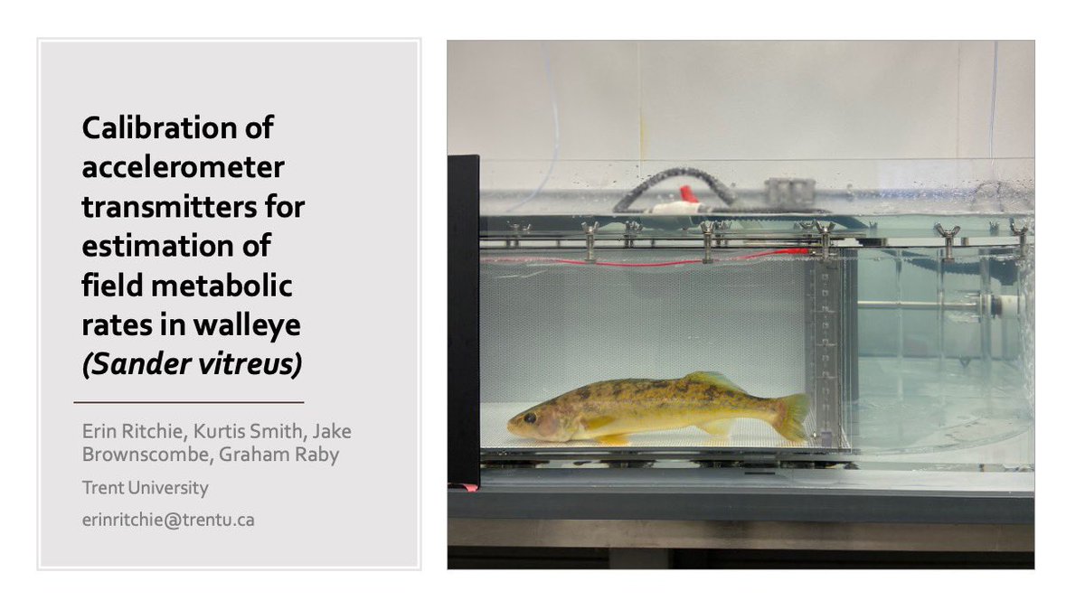 EmilyRLechner's tweet photo. Interested in walleye bio-loggers, or brook trout embryo survival &amp; thermal tolerance ? Are you concerned with how the loss of vegetation is impacting fish species, or maybe interested in how O2 supersaturation impacts thermal tolerance ? Check out some amazing talks @scas_scsa https://t.co/dsCTt2kP33