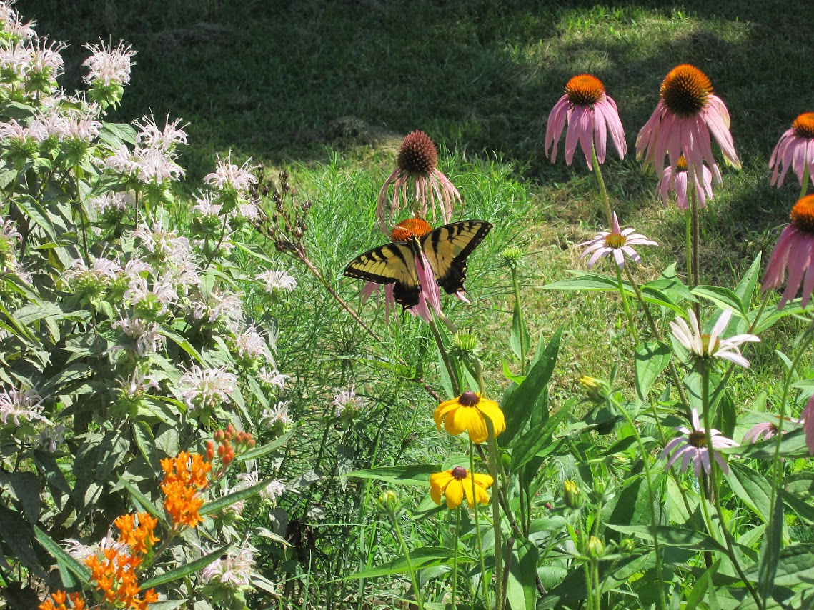 Join Sara Wittenberg, our Bee Friendly Gardening Coordinator, and Eric Fuselier from Wild Ones, as they talk about Urban Agriculture and Native Plants for Urban and Community Gardens on March 1st at Bentonville Public Library, Arkansas. Register at eventbrite.com/e/urban-agricu….