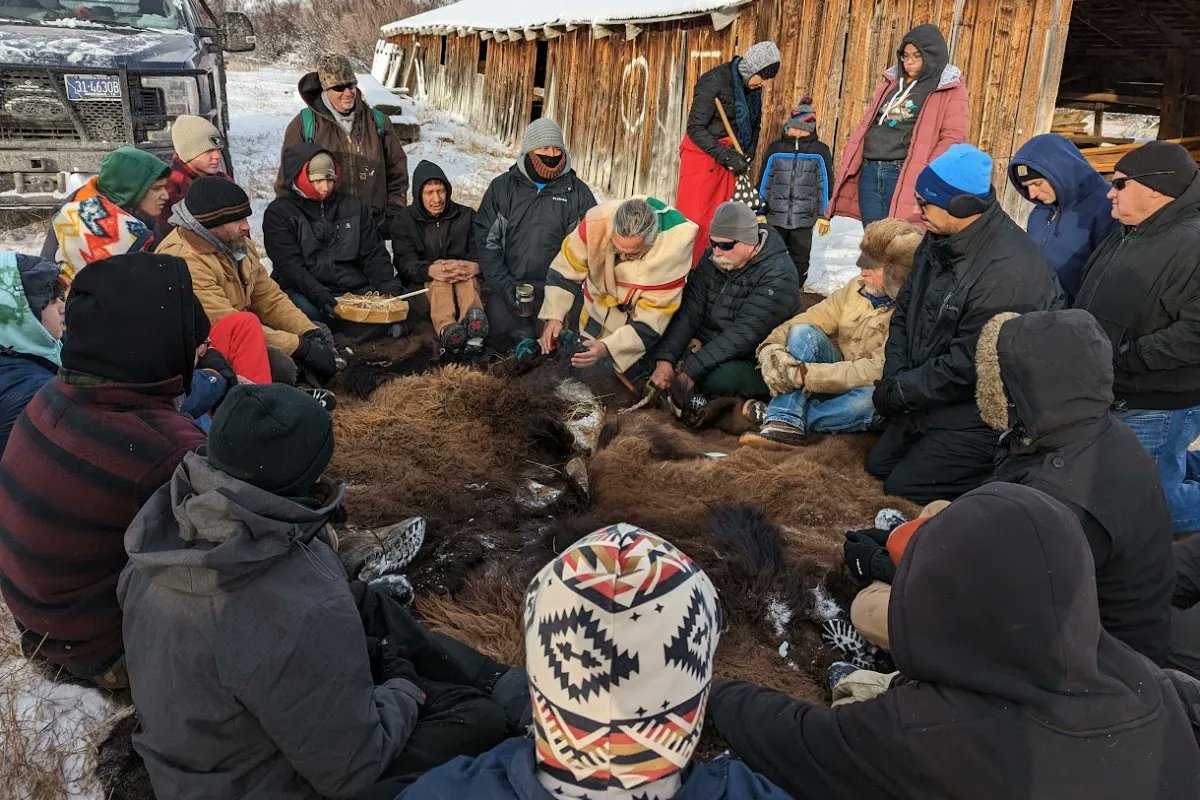 CivilEats's tweet photo. A recent bison harvest in Montana is one example of the work being done in a growing number of state-level curriculum programs that immerse students in sacred ceremony and food traditions. https://t.co/6LFAvFMMXs https://t.co/Ia2iL2AxyW