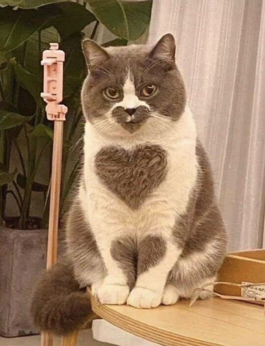 bib 🐥☕️ now on VGen! (@kapebeansies) on Twitter photo 