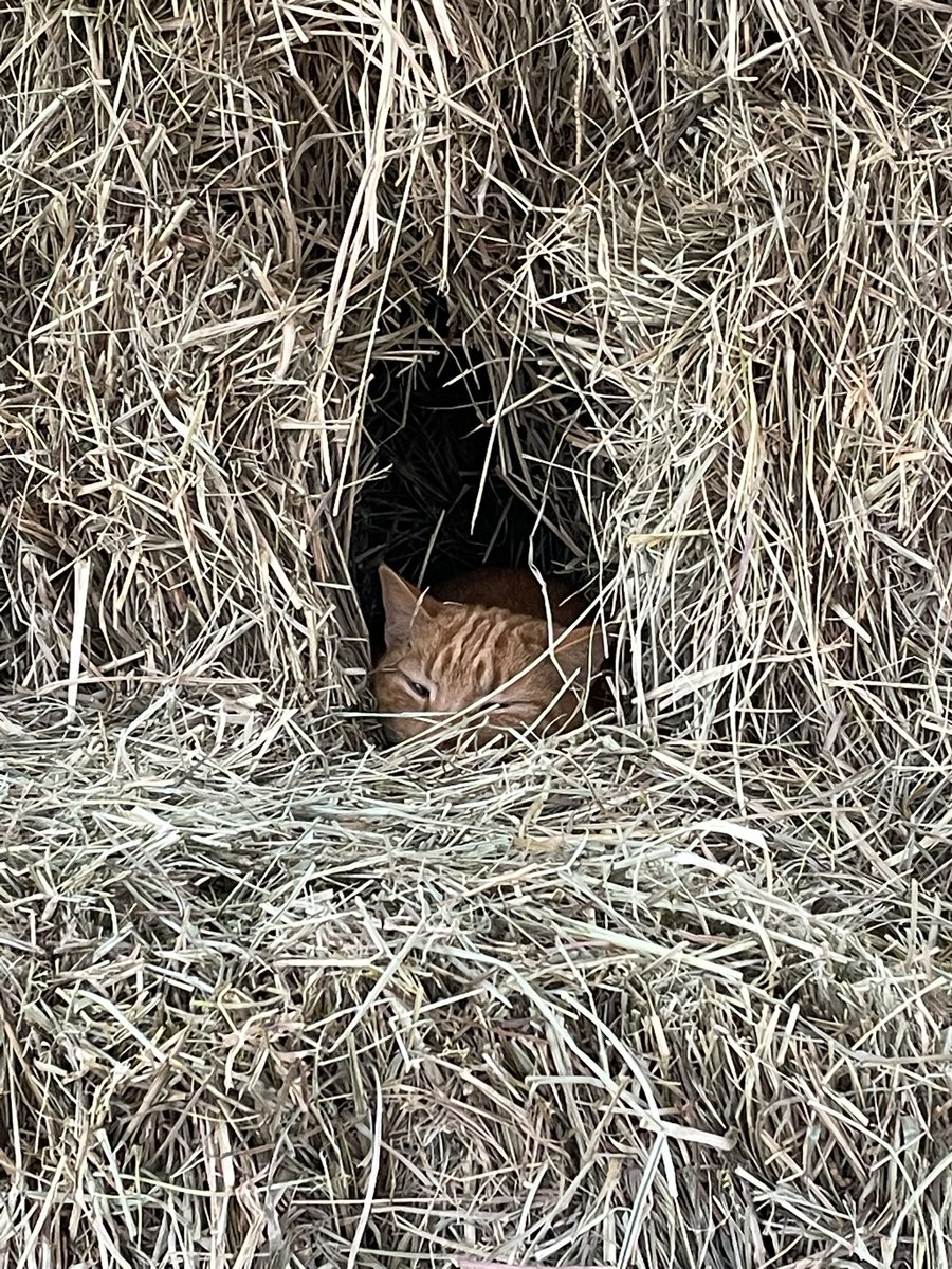 STF_Farm's tweet photo. Barn kitties and their favorite spots for sleeping lol 
Where do your kitties like to sleep? 
#kitties #barnkitties #CatsofTwittter #tabbycats #kittybeds #kittypurr #kittylove #catslove https://t.co/4ifd6GtG7r