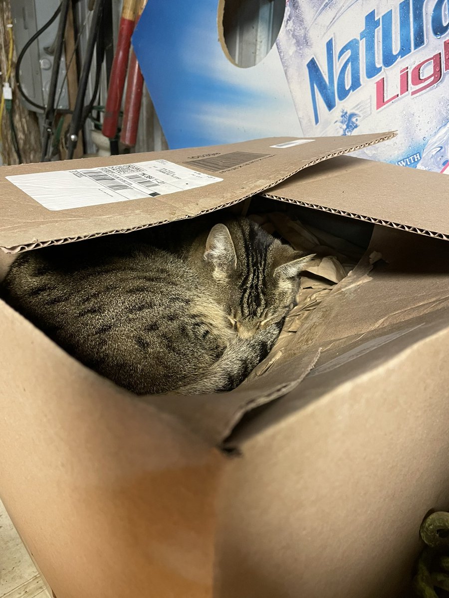 STF_Farm's tweet photo. Barn kitties and their favorite spots for sleeping lol 
Where do your kitties like to sleep? 
#kitties #barnkitties #CatsofTwittter #tabbycats #kittybeds #kittypurr #kittylove #catslove https://t.co/4ifd6GtG7r