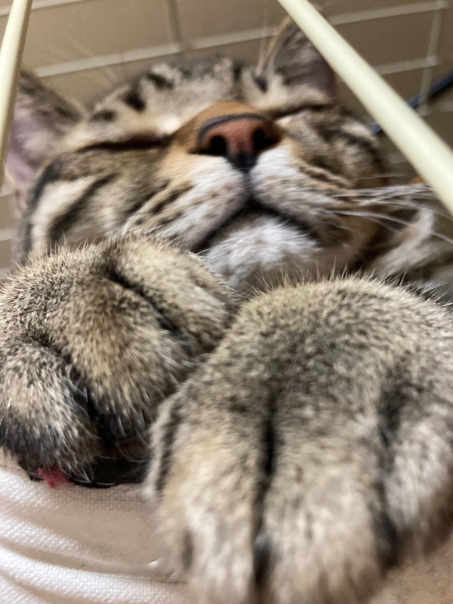 ethicalnormal's tweet photo. （今日は待ちに待った #猫の日 ｝🐱❤️

ペンギンズの皆さんから自慢の猫ちゃんたちの写真をたくさん頂きましたっ！

載せきれなかったので、小出しでツイートしちゃいます😚

か、可愛い…🐧💕

#2月22日 https://t.co/J78WmGenvC