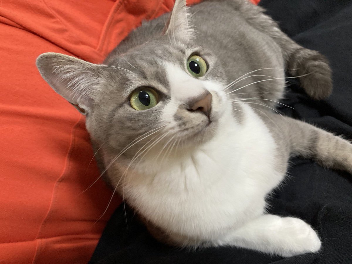 ethicalnormal's tweet photo. （今日は待ちに待った #猫の日 ｝🐱❤️

ペンギンズの皆さんから自慢の猫ちゃんたちの写真をたくさん頂きましたっ！

載せきれなかったので、小出しでツイートしちゃいます😚

か、可愛い…🐧💕

#2月22日 https://t.co/J78WmGenvC