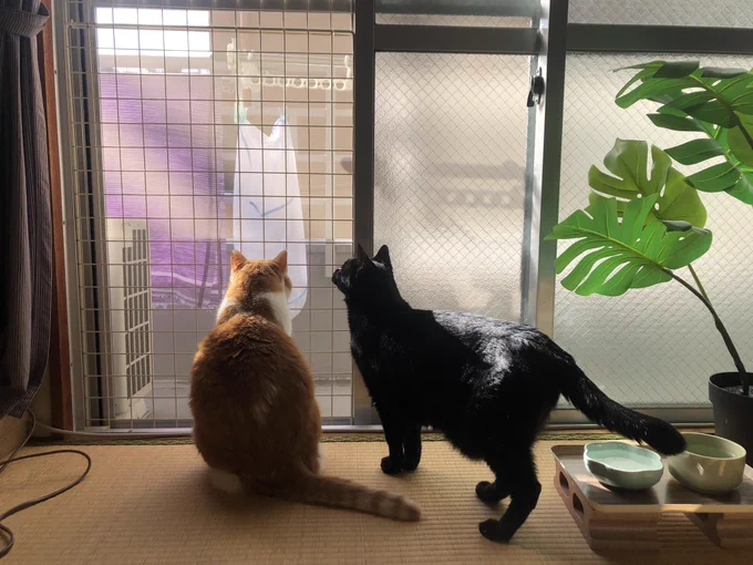 2/22ということで仲の悪い猫さんズ置いときます 
