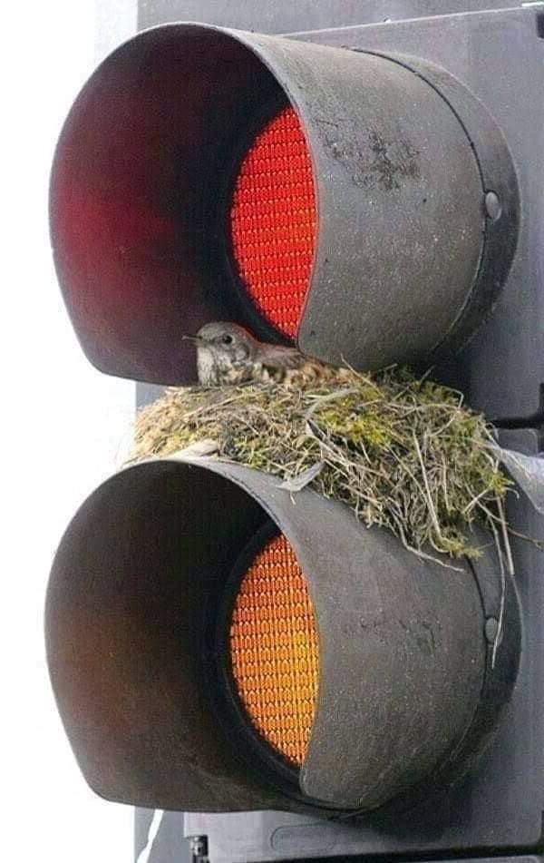 Cuando no hay árboles no queda más remedio 😢
Necesitamos #treeinfluencers