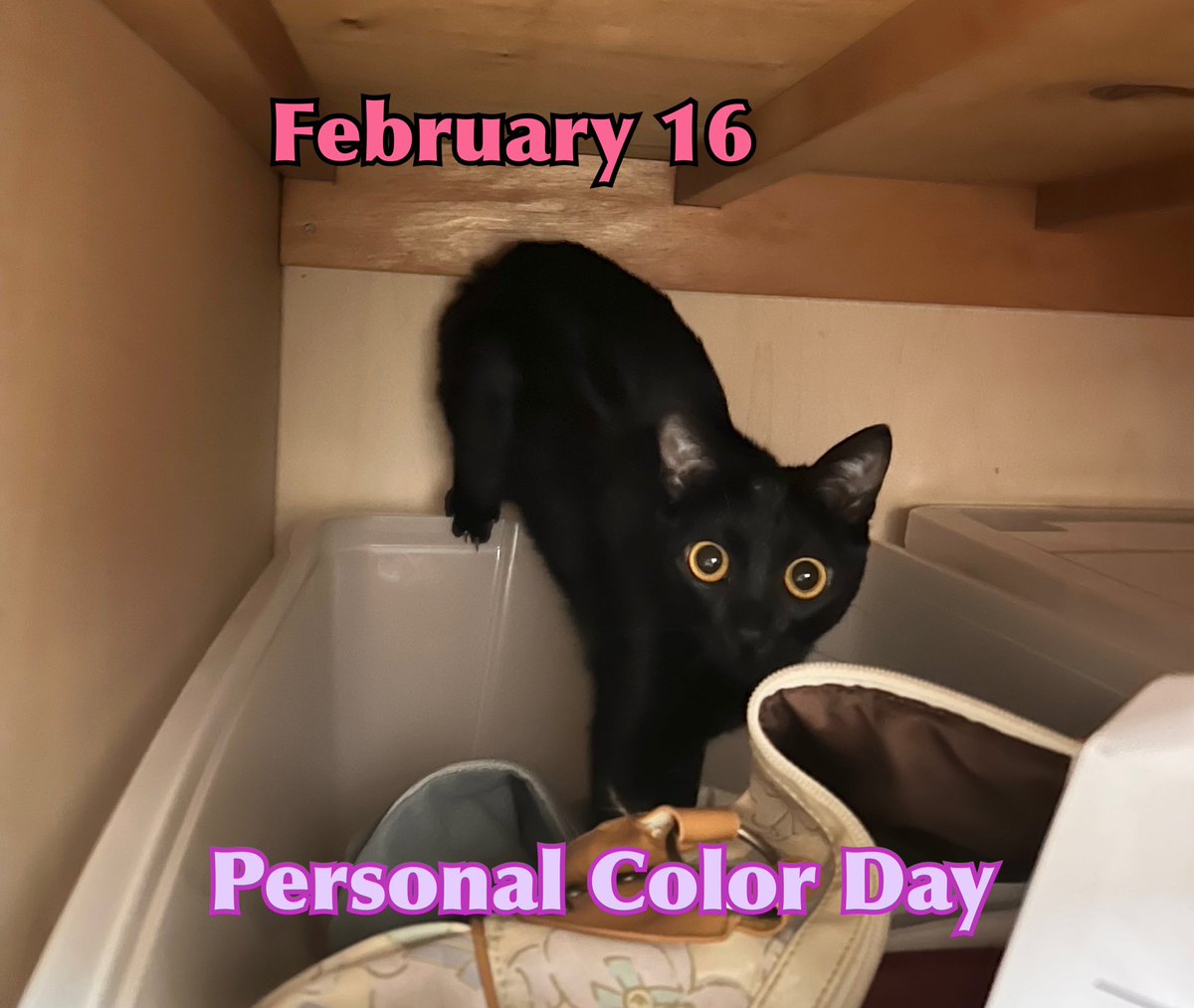 Mel09202020's tweet photo. February 16th is Personal Color Day in Japan🎨
Taking a personal color analysis will give you a sense of direction of what type of colors (deep, light, warm, cool, clear, muted) look fabulous on you.
I personally think I look good in any color though😹😹😹
#personalcolorday https://t.co/VK3O6Ddlus
