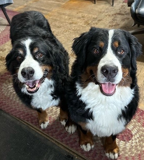 WoofTrax's tweet photo. Just 2 #WoofTrax besties smiling on #TooCuteTuesday ❤️🐶❤️🐶⁠

Tag your 🐶 best friend in the comments and spread a 😊 today!⁠ https://t.co/6x8DjpL5AN