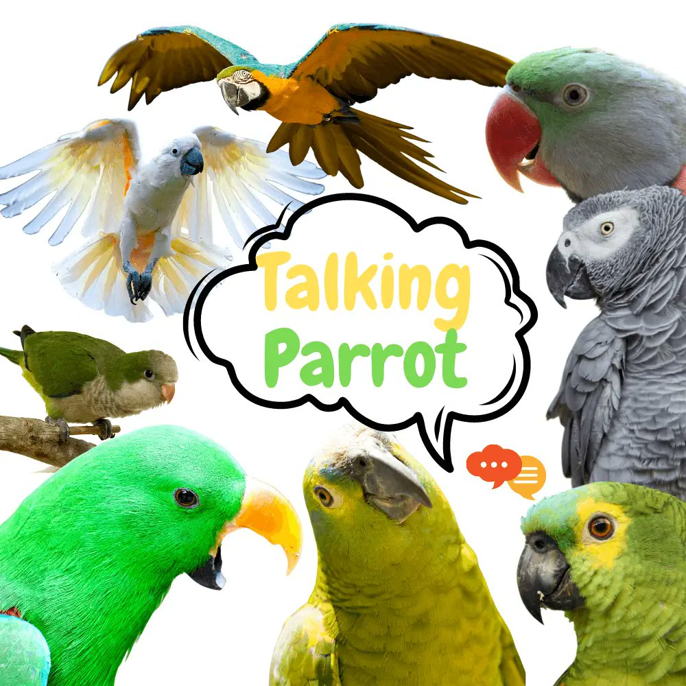 Talking parrot
tinyurl.com/28hh2b7e
#talkingparrot #parrot #parrottalk