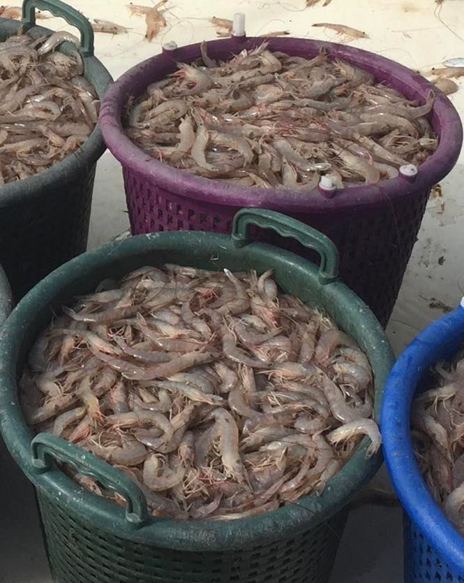 DelcambreDirect's tweet photo. The Captain Clyde will be selling Wednesday February 22 in the afternoon. He has a 36/40, 40/50 medium mix of beautiful fresh shrimp, Richard Street in Delcambre. Please call Tracy for pricing at 985-258-9608. He is still out fishing if there is no answer please try again. https://t.co/e5oyjCYUFk
