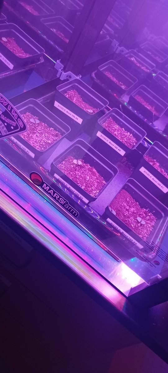 MsGScienceSeeds's tweet photo. We have seedlings! Our internet has been down at school for 2 weeks, so the kids haven't been able to send me pictures. I finally had to take some of my own which requires one of me in the reflection of the grow chamber! @GrowBeyondEarth @getMARSfarm @BerkCoSchoolsWV https://t.co/BXpBFS3MJE