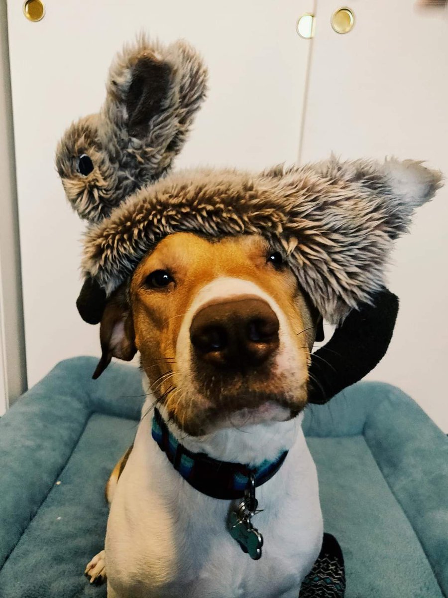 micah_arnold_'s tweet photo. @GarukuBluemoon This is River. She is an adorable good girl. https://t.co/KOYt5f9ibS