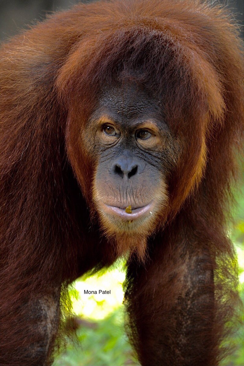 On #WorldThinkingDay2023 let's come together to create a peaceful future for our planet. By working together to protect our environment and promoting peace and security. We can make the world a better place for all. ❤️🌳
#ThePhotoHour #BBCWildlifePOTD #natgeoindia #orangutan 🦧