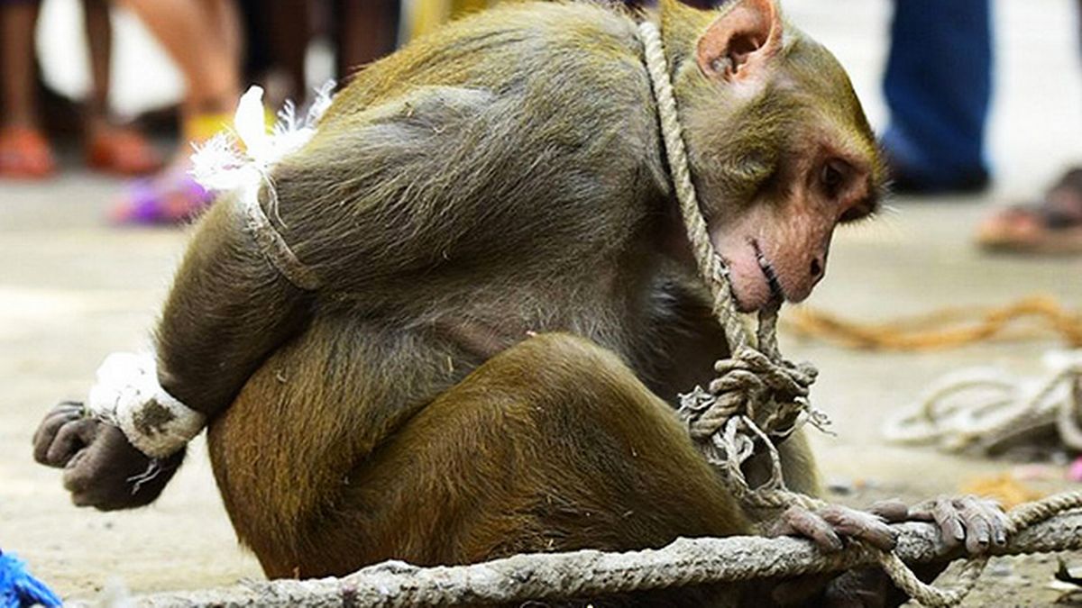 Protect All Wildlife on Twitter: Protect All Wildlife on Twitter: