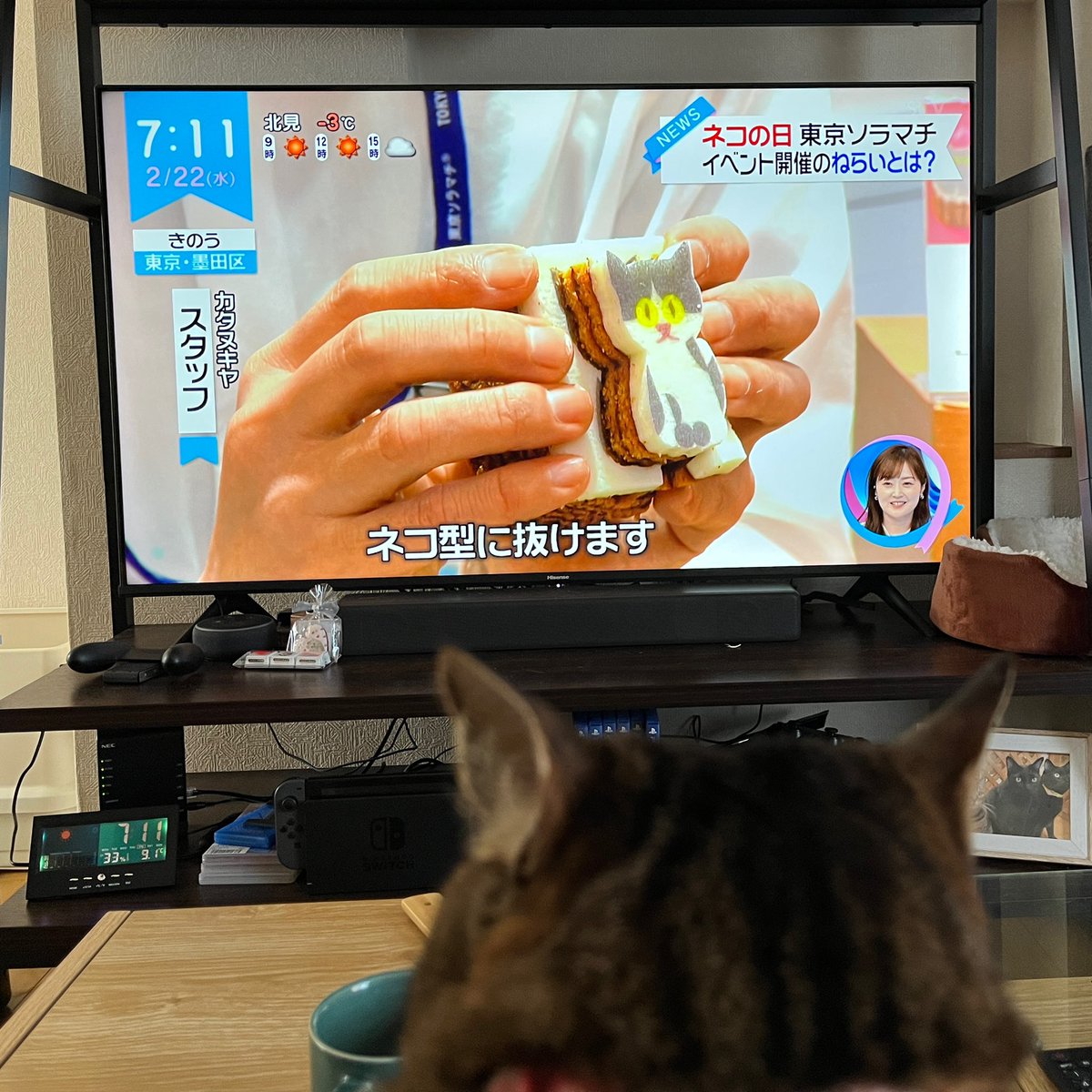 ｢...またあたちの日が来たわね｣
 #ねこの日