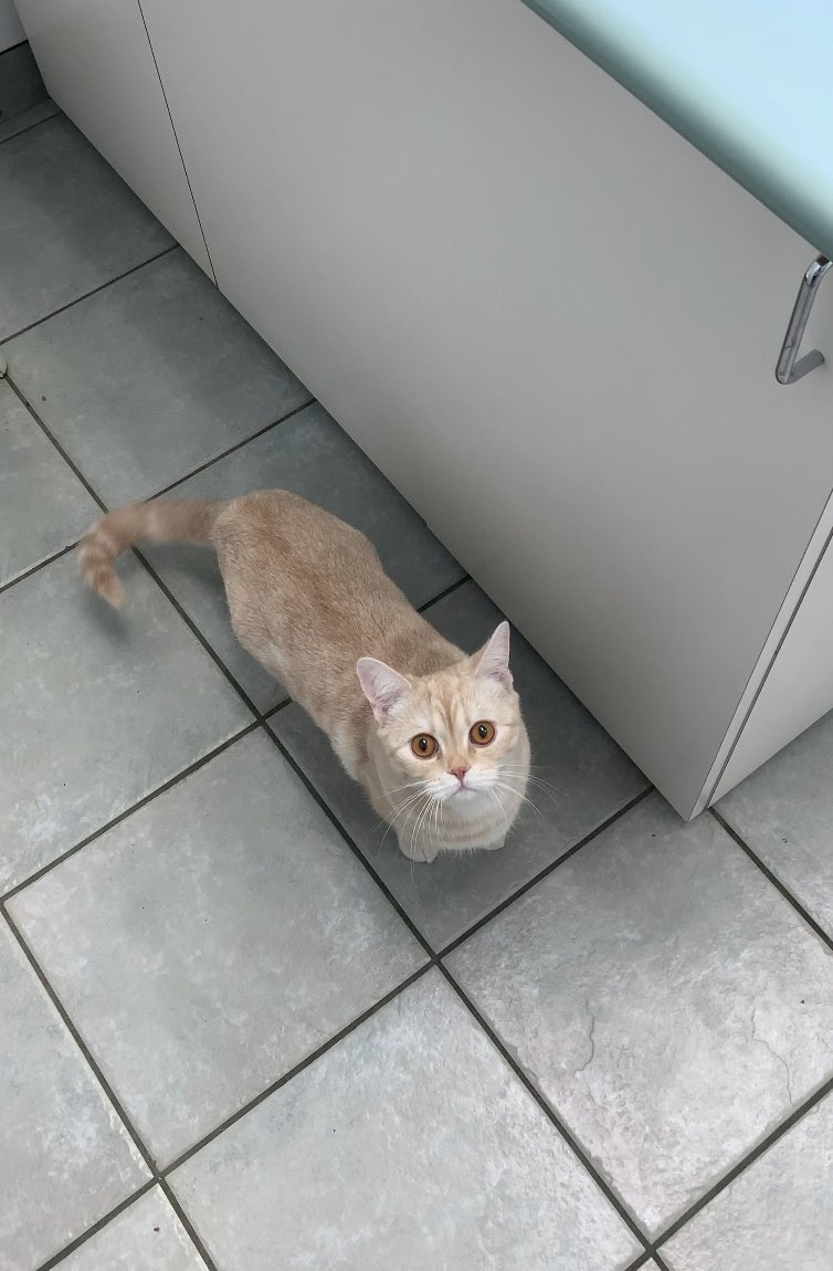 emogrl93's tweet photo. vet put a thermometer in his butthole today. can only hope this has humbled him https://t.co/LGiMumUzUC