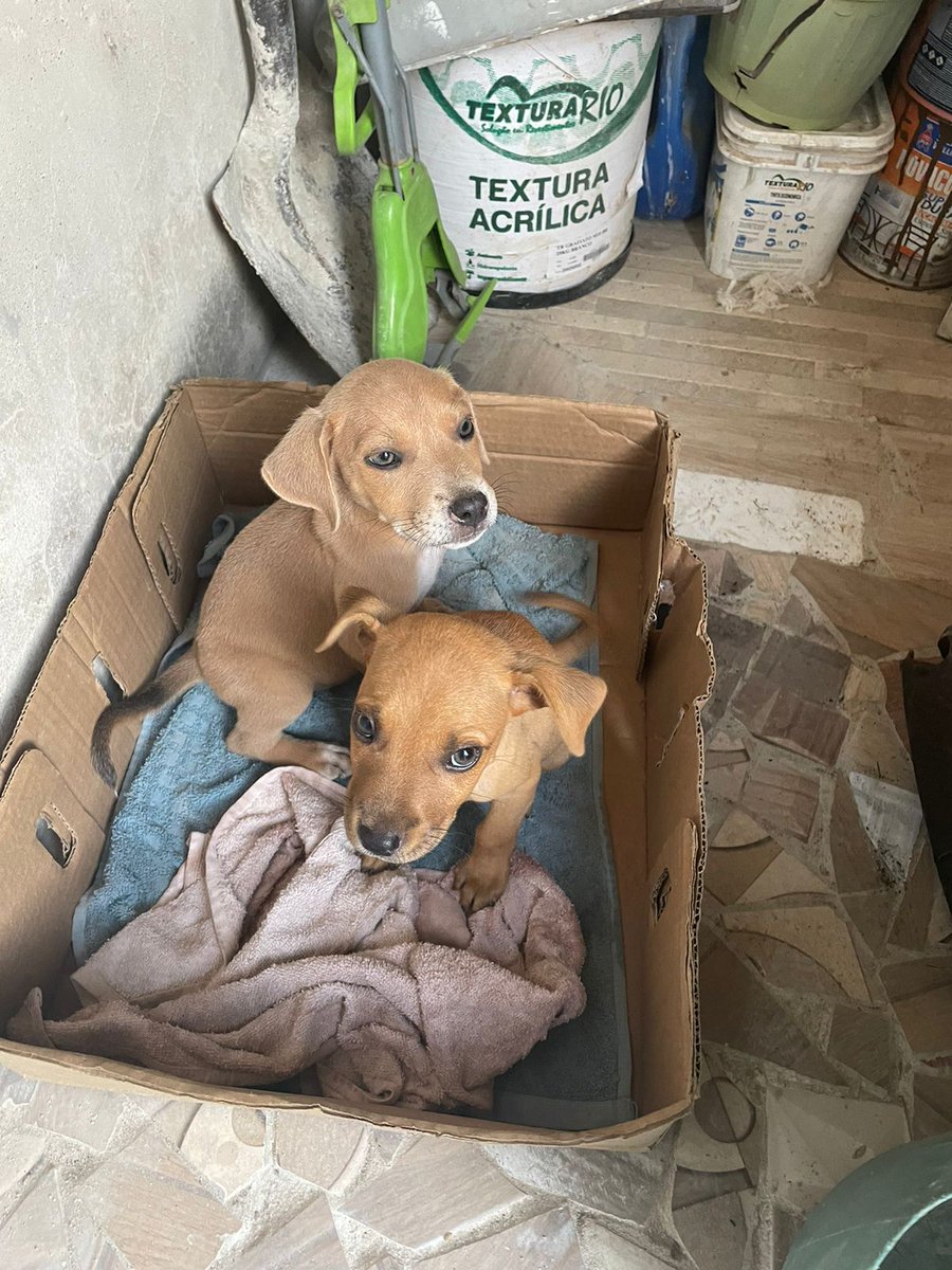 DanielaNora13's tweet photo. Atenção galera do RJ, tem essas duas fofurinhas aguardando um lar, estão em Araruama. Quem tiver interesse em adotar entre em contato comigo pela dm 🙏 https://t.co/TXKNcxuVyJ