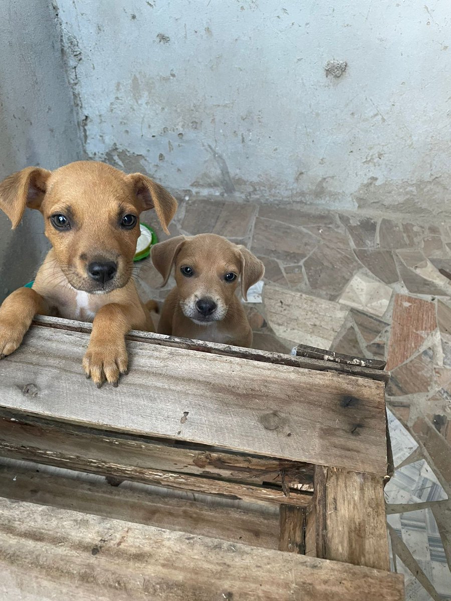 DanielaNora13's tweet photo. Atenção galera do RJ, tem essas duas fofurinhas aguardando um lar, estão em Araruama. Quem tiver interesse em adotar entre em contato comigo pela dm 🙏 https://t.co/TXKNcxuVyJ