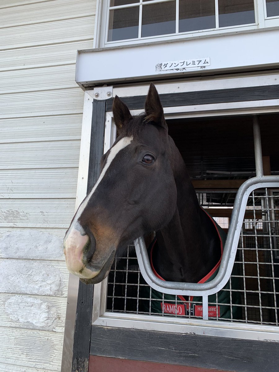 ダノンプレミアム産駒をパシャリ📷

骨格がしっかりとした
素晴らしい馬体です😊

静内フジカワ牧場様
撮影ご協力ありがとうございました！

#ダノンプレミアム
#ミルキーハート
#母父キングカメハメハ  