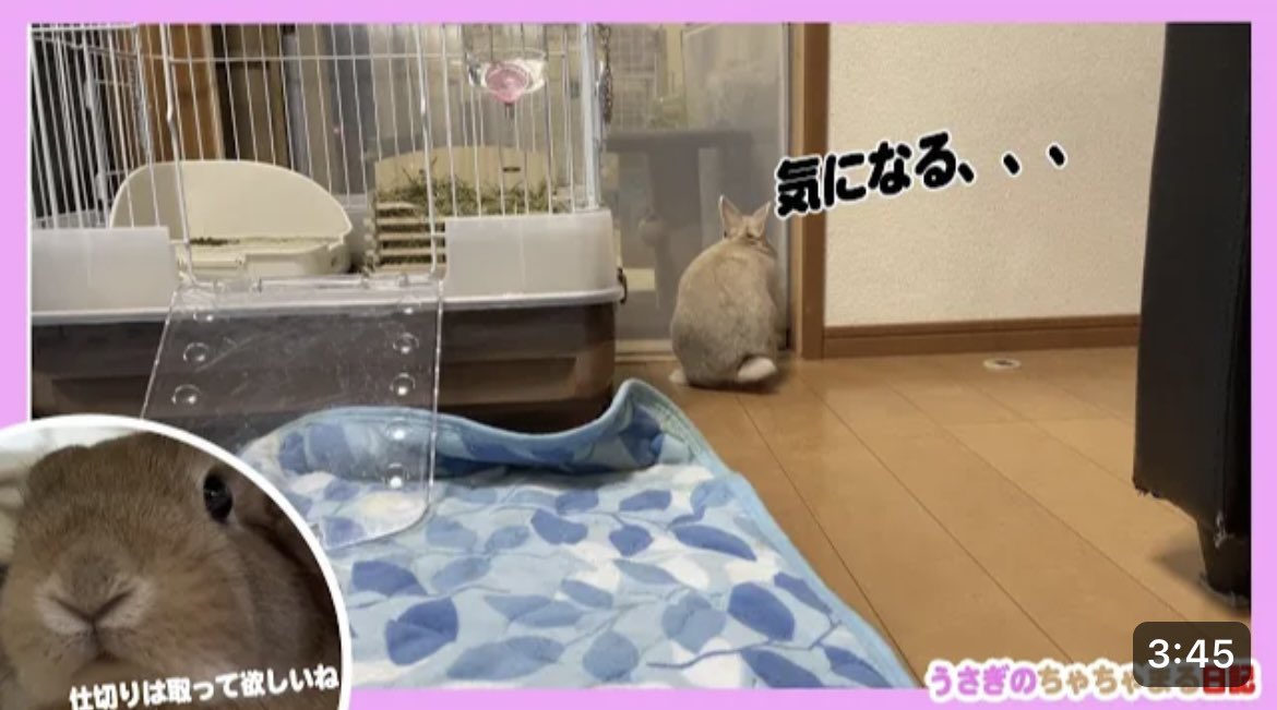 お部屋の向こうが気になるウサギ!!うさぎのちゃちゃまる日記＠479 youtu.be/SQv2zygQndE <a href="/YouTube/">YouTube</a>よりおはようございます😊YouTube更新しましたので、宜しければご視聴、チャンネル登録よろしくお願い致します🙇🏻‍♀️